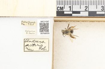 Media type: image;   Entomology 768535 Aspect: Labels